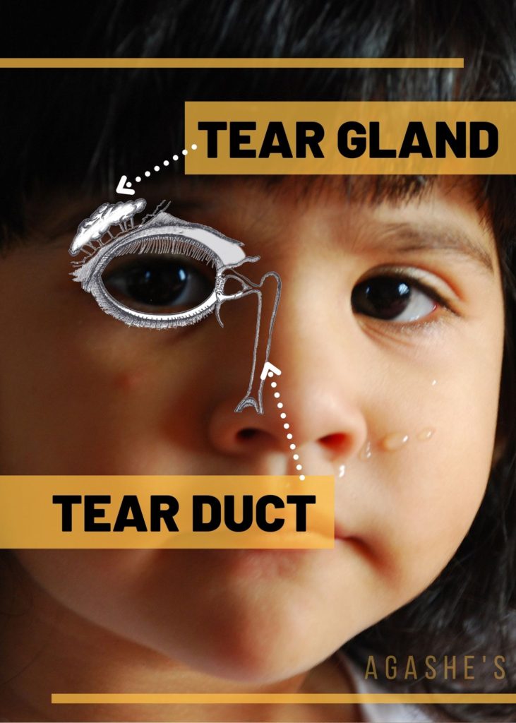 tear gland and tear duct location